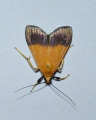 Ulopeza conigeralis