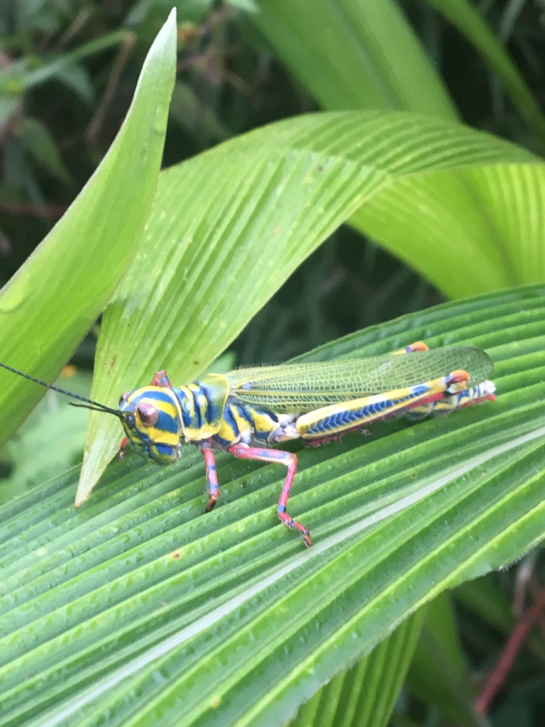 Adimantus