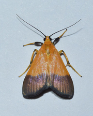 Ulopeza conigeralis