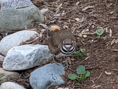 Charadrius vociferus