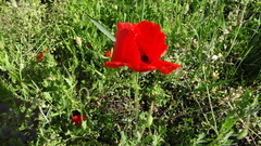 Papaver rhoeas