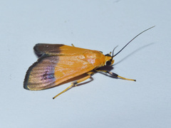 Ulopeza conigeralis