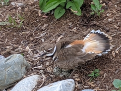 Charadrius vociferus