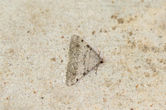 Digrammia gnophosaria
