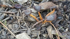 Fungi