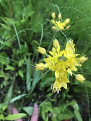Allium moly