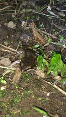 Leptodactylus albilabris