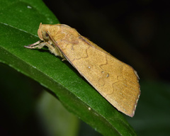 Anomis luperca
