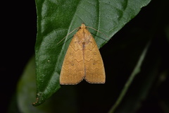 Anomis luperca