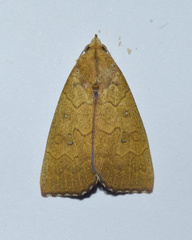 Anomis luperca