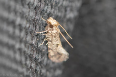 Amydria margoriella