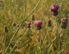 Carduus hamulosus