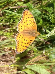 Argynnis niobe