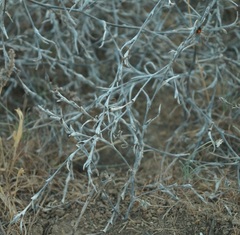 Petrosimonia triandra
