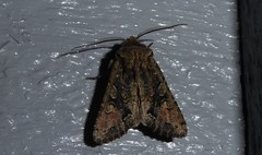 Ichneutica skelloni