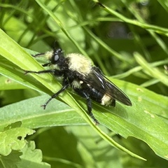 Laphria divisor