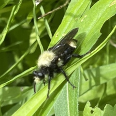 Laphria divisor