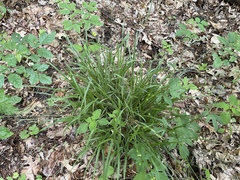 Carex hirtifolia