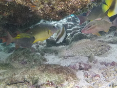 Epinephelus spilotoceps