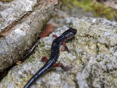 Plethodon shermani