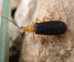 Podabrus fayi