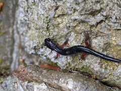 Plethodon shermani