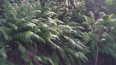 Woodwardia fimbriata