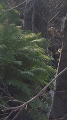 Woodwardia fimbriata
