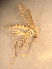 Aedes sticticus