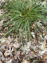 Carex digitalis