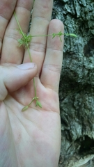 Chaerophyllum procumbens procumbens