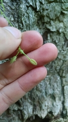 Chaerophyllum procumbens procumbens