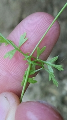 Chaerophyllum procumbens procumbens