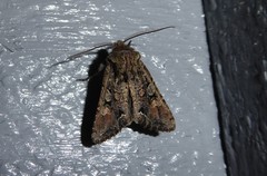 Ichneutica skelloni