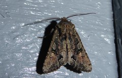 Ichneutica skelloni