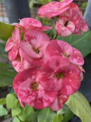 Euphorbia milii