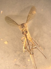 Aedes sticticus