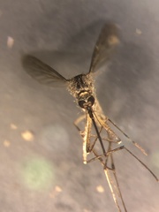 Aedes sticticus