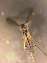 Aedes sticticus