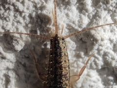 Ctenolepisma lineatum