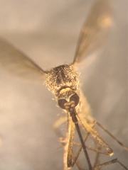 Aedes sticticus