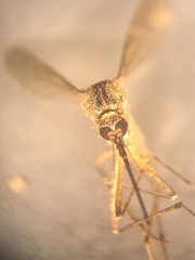 Aedes sticticus