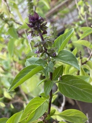 Ocimum basilicum