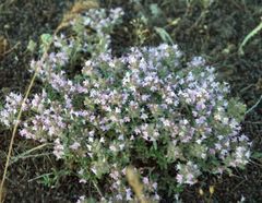 Thymus littoralis