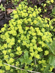 Chrysosplenium iowense
