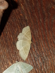 Trisateles emortualis