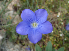 Linum narbonense
