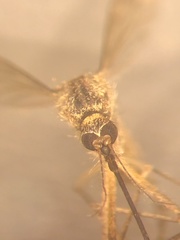 Aedes sticticus