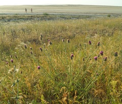 Carduus hamulosus