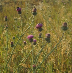 Carduus hamulosus